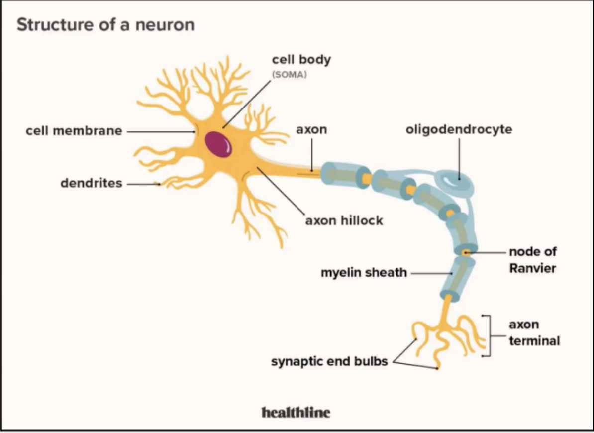 <p>NEURON</p>
