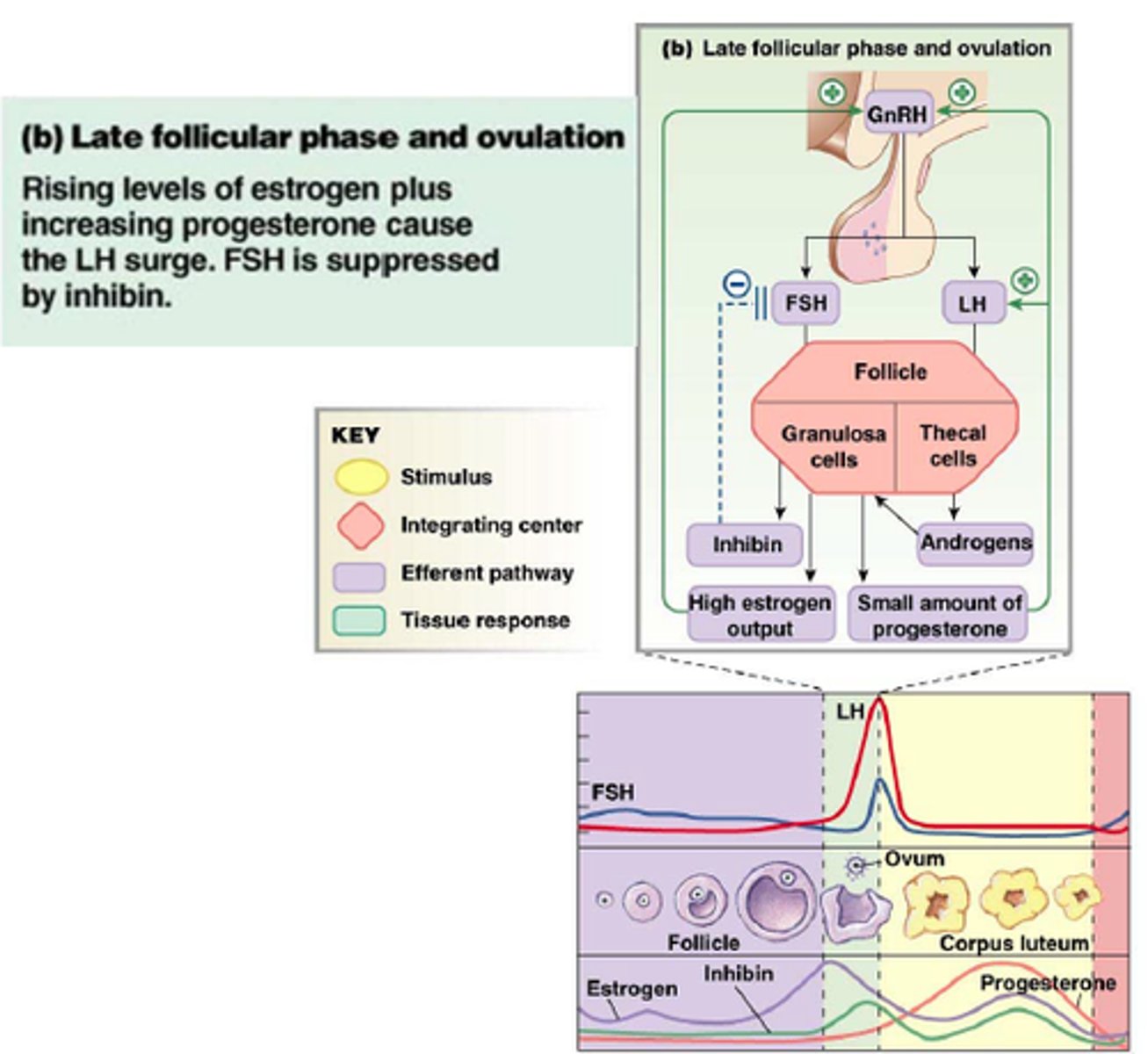 <p>- Continuous exposure of the hypothalamus to high levels of estrogen leads to a SWITCH from weak (-) to strong (+) FB on GnRH and LH secretion</p><p>1) Now, the Kiss1 AVPV nucleus neurons release kisspeptin, which again stimulates the GnRH-secreting cells of the hypothalamus to secrete GnRH</p><p>2) GnRH (via hypophyseal portal system and median eminence) can stimulate the gonadotropes of the AP to release LH and FSH again</p><p>3) LH and FSH work together to further allow for the development of the maturing follicle and allow for high levels of estrogen secretion</p><p>4) The follicle continues to secrete inhibin, which (-) regulates FSH levels</p><p>5) High levels of estrogen stimulate the AVPV neurons of the hypothalamus (surge center: only listens to high levels of estrogen) to increase GnRH secretion rapidly, and estrogen directly stimulates more LH secretion</p><p>6) High LH leads to an LH surge, which…</p><ul><li><p>Halts estrogen synthesis in follicular cells</p></li><li><p>Re-initiation of meiosis in the mature follicle’s oocyte</p></li><li><p>Key for ovulation (burst of the follicle, increased antrum buildup and pressure, and ovum pushed to the oviduct)</p></li><li><p>Induces corpus luteum (which secretes progesterone from cholesterol and estrogen) formation (maintained by LH). The progesterone then causes a negative feedback on the pituitary to inhibit LH, and on the hypothalamus to inhibit GnRH</p></li></ul><p></p>