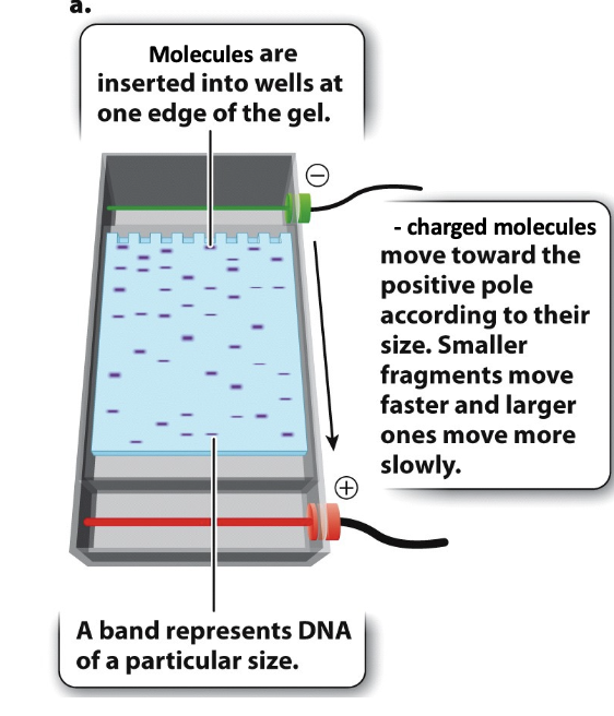<p>both migrate toward the positive electrode because of the negative charge in the phosphodiester backbone</p>