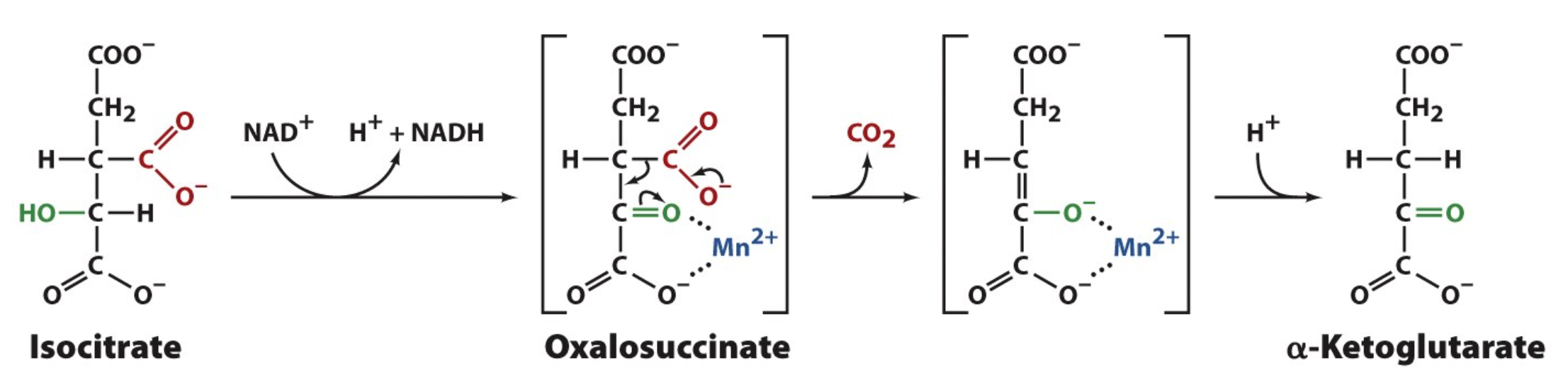<p>Oxidative Decarboxylation</p>