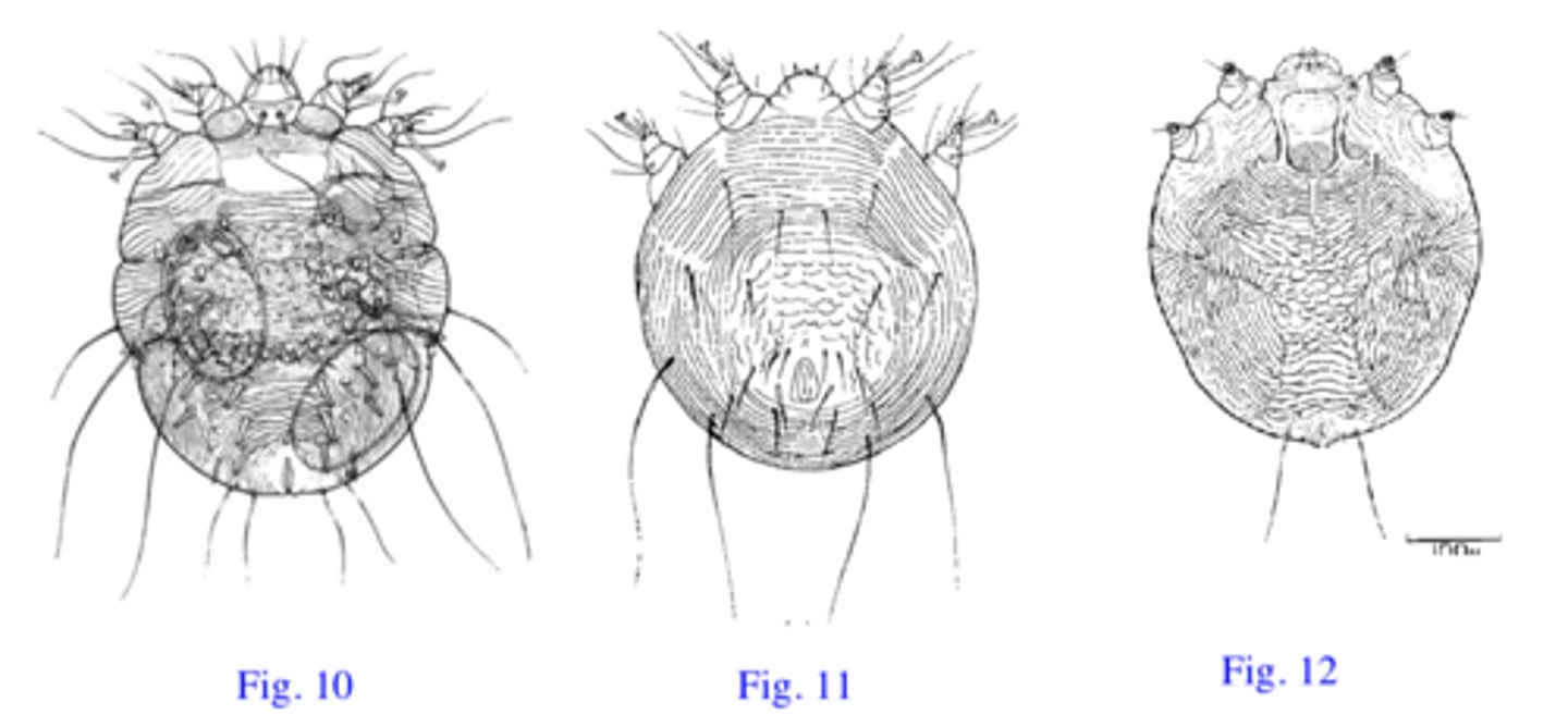 <p>Station 7:</p><p>Q1: Which of the organisms shown in Fig. 10 - 12 is the Vet going to find in the crusts? Name the parasite and describe its most important morphological features used for identification.</p>