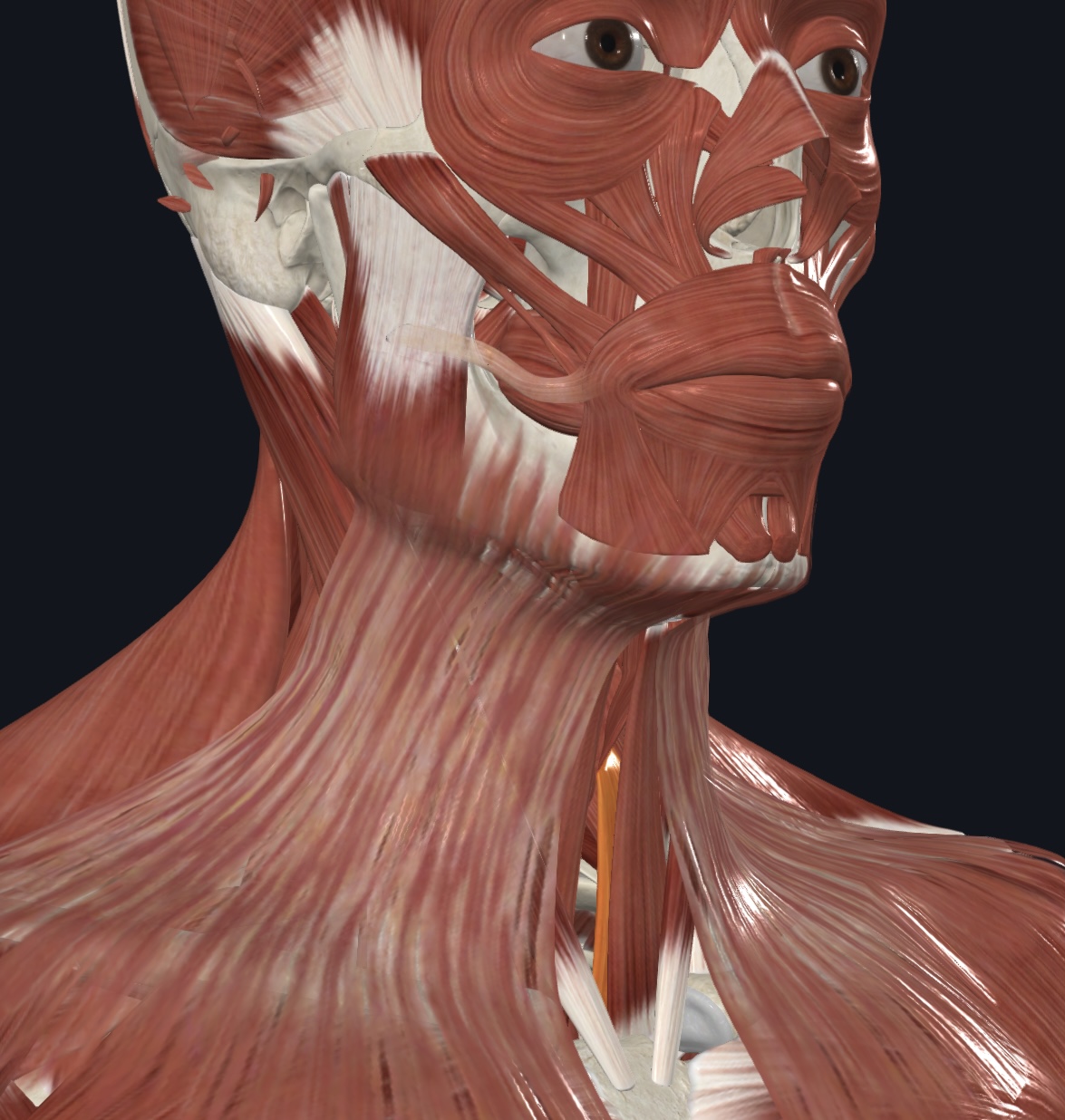 term image