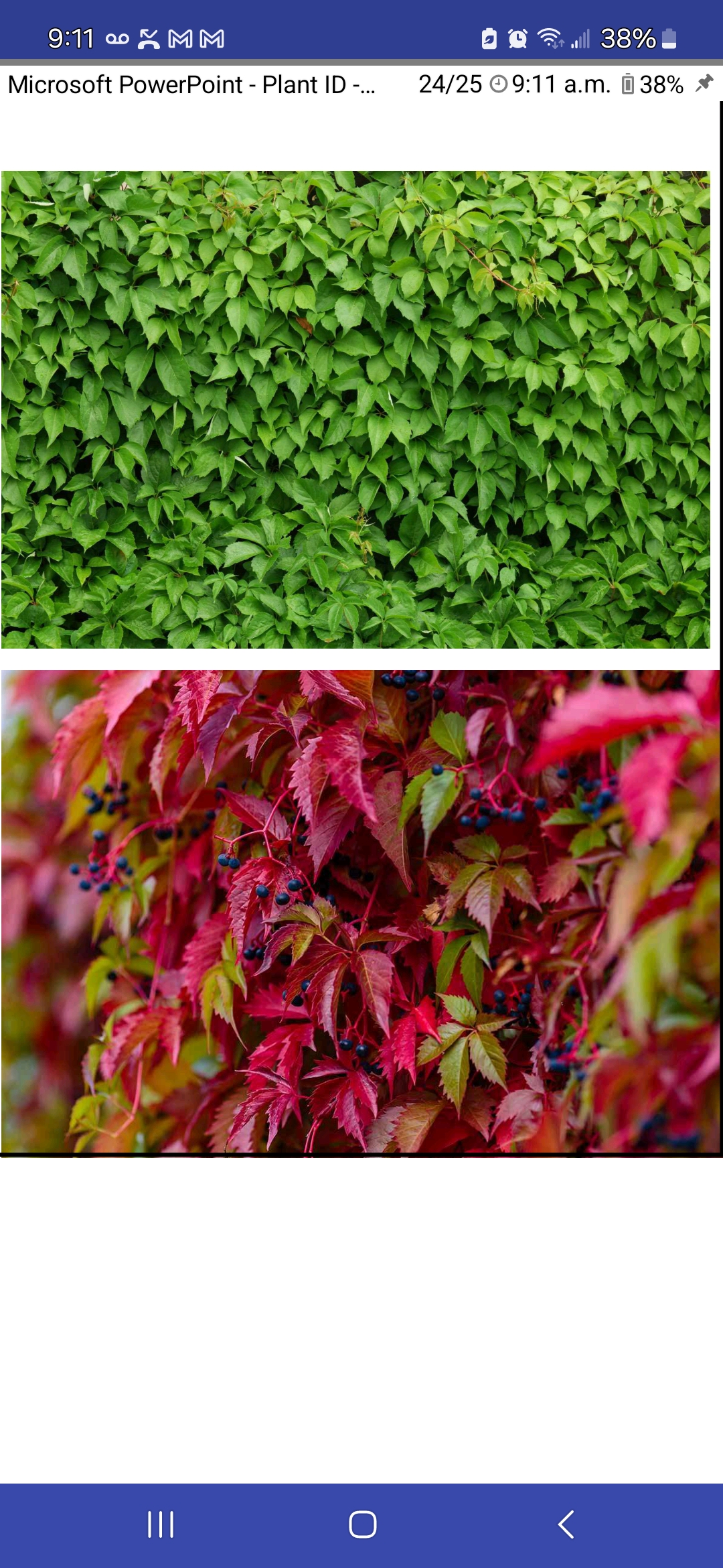 <p>Virginia creeper </p>