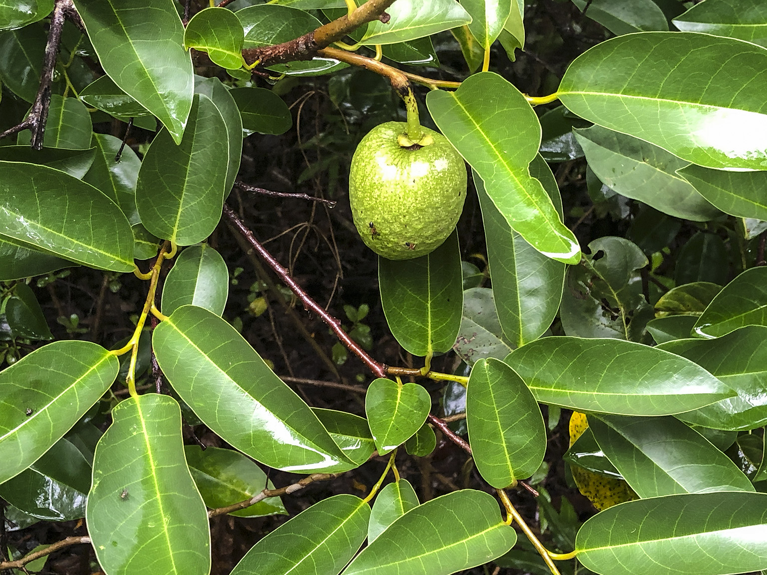 <p>Pond Apple</p>