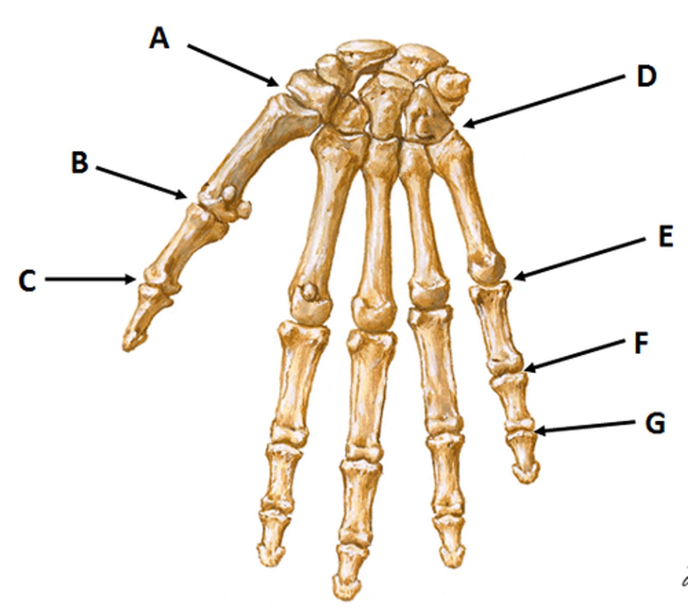 <p>thumb (letter c)</p>