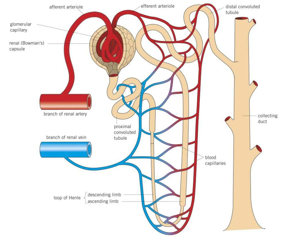 <p>5 parts:<br>- Renal (Bowman's) capsule<br>- Proximal convoluted tubule<br>- Loop of Henle<br>- Distal convoluted tubule<br>- Collecting duct<br><br>4 blood vessels:<br>- Afferent arteriole<br>- Glomerulus<br>- Efferent arteriole<br>- Blood capillaries</p><p></p>