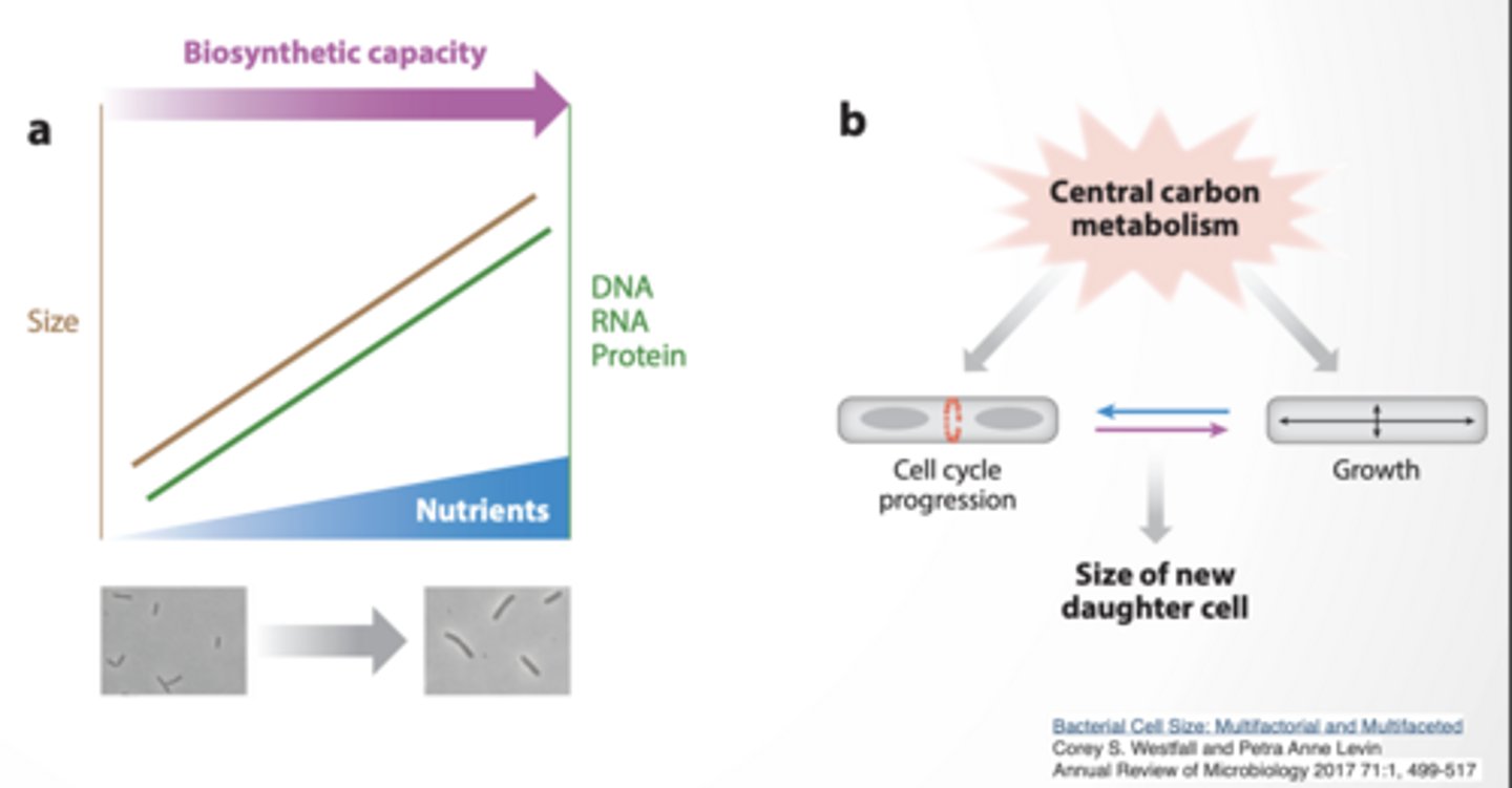 <p>BACTERIAL CELL SIZE SEEMS TO DEPENDENT ON NUTRIENT AVAILABILITY</p><p>Ratio of DNA/RNA/protein to cell size remains constant Timing of cell division vs growth determines size of daughter cell</p><p>If cell divides EARLY → small cells If it grows LONGER → bigger cells</p><p>EXTRACELLULAR SIGNALS CONTROL GROWTH IN LARGER ORGANISMS</p><p>Saturation level of growth factors can control cells size </p><p>Paracrine</p><p>nearby cells send signals</p><p>Local</p>