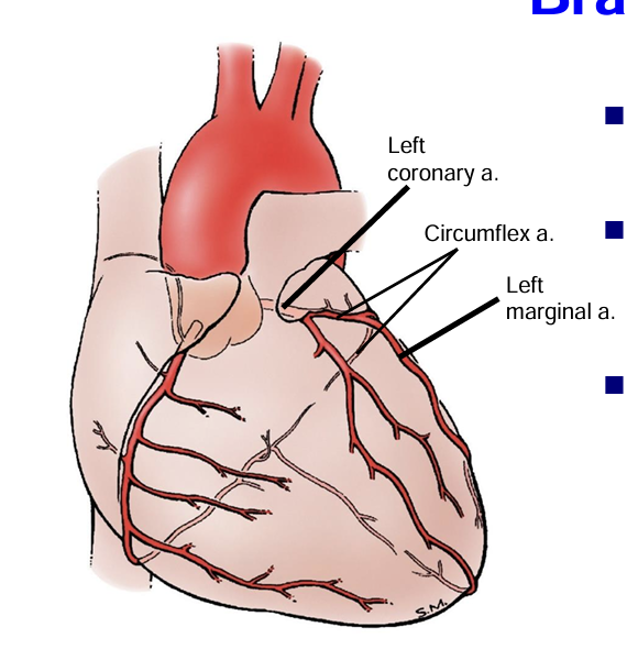 <p> left marginal artery that runs in the margin of left ventricle</p>