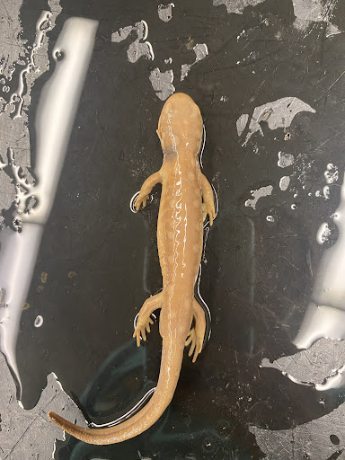 <p>Spotted Salamander</p>