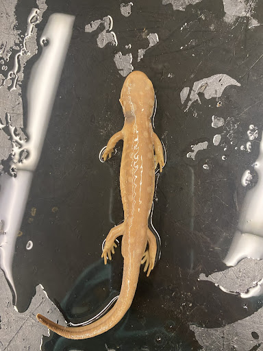 Spotted Salamander
