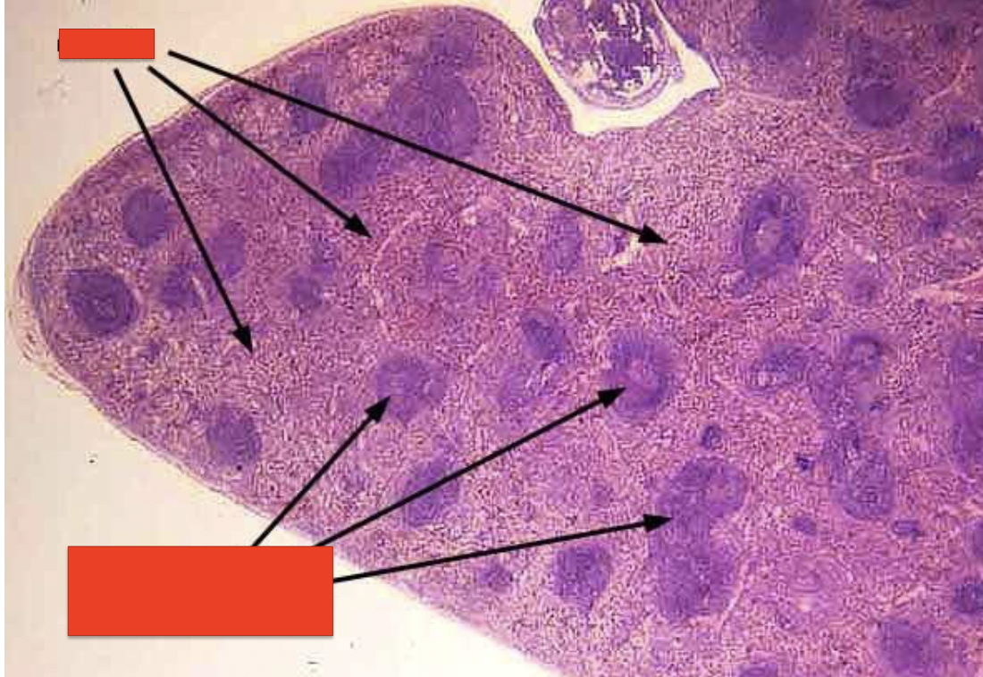<p>bottom</p>