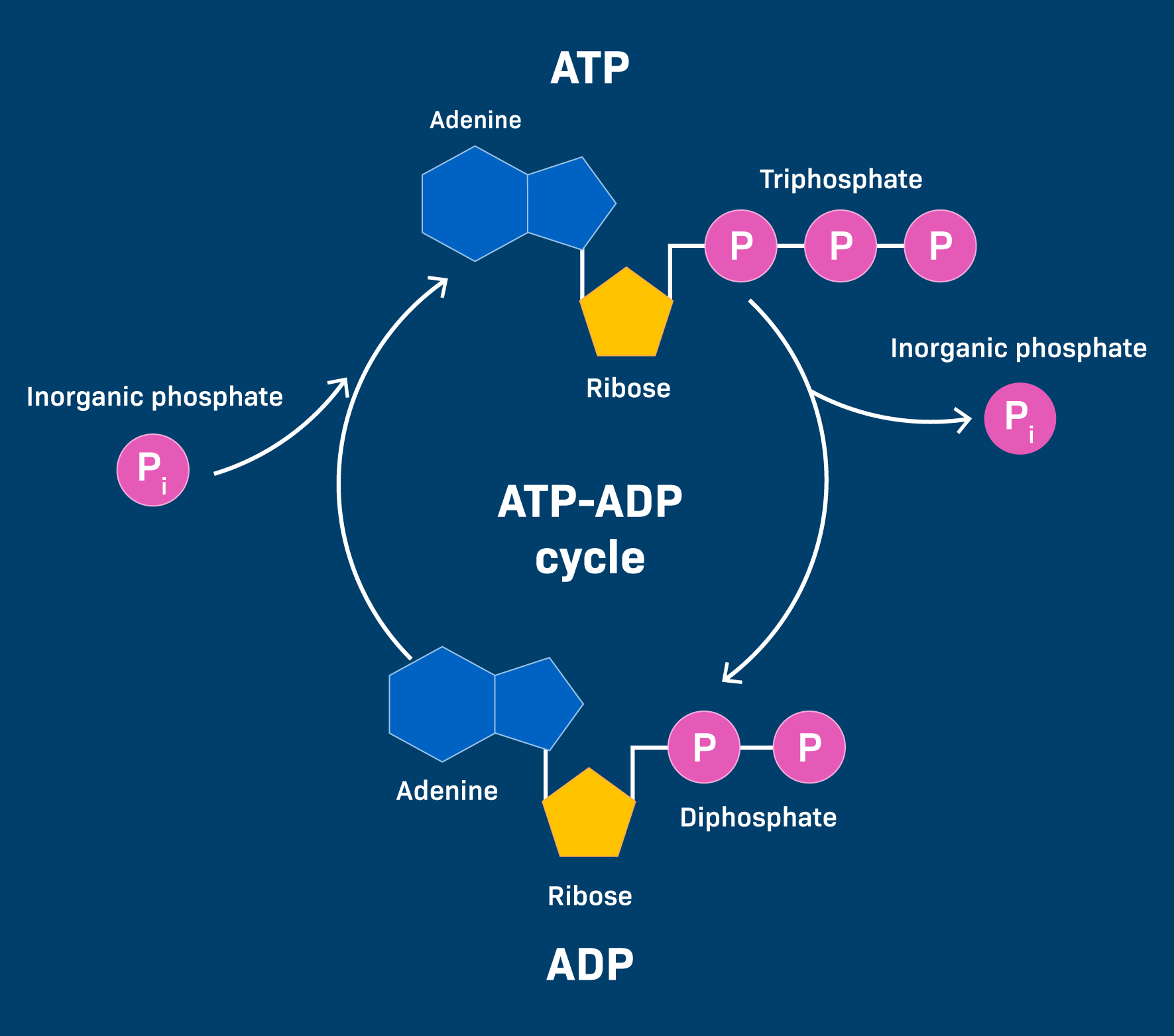 <ul><li><p>reattachment of phosphate to form ATP</p></li><li><p>ATP —&gt; ADP and ADP —&gt; ATP back again</p></li></ul><p></p>