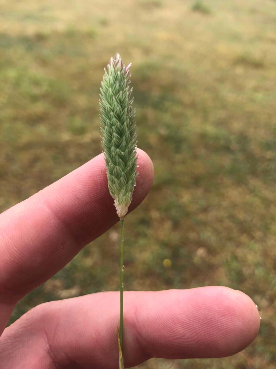 Harding grass