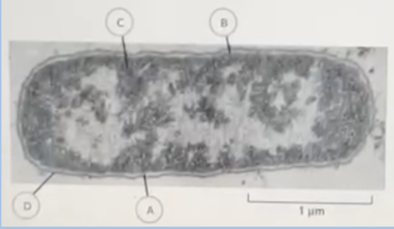 <p><span style="background-color: transparent;"><span>In the electron micrograph below, identify the bacterial cell features labeled A to D respectively. A is pointing to the light shaded area in between</span></span></p><p><span style="background-color: transparent;"><span>A. Cytoplasm – Cell wall – inner membrane – outer membrane</span></span></p><p><span style="background-color: transparent;"><span>B. Outer membrane – inner membrane – cell wall – cytoplasm</span></span></p><p><span><span>C. Cell wall – inner membrane – cytoplasm – outer membrane</span></span></p><p><span style="background-color: transparent;"><span>D. outer membrane – cell wall – inner membrane – cytoplasm</span></span></p>