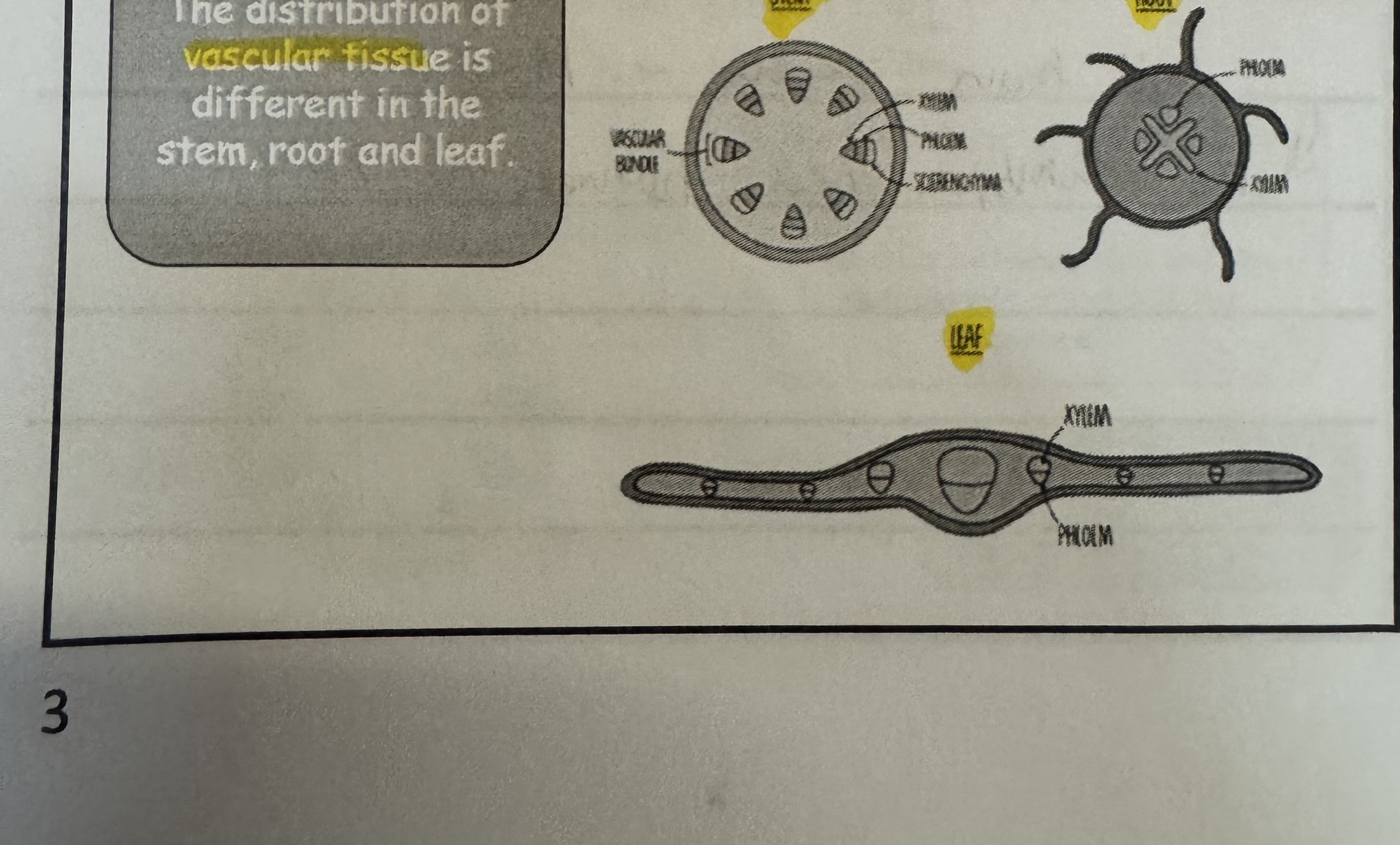 <p>is there a different distribution of vascular tissue for roots, stem and leaf ? </p>