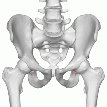 <p>Key Features: Cup socket for femur</p><p>Memory Trick: Cup of hip</p>