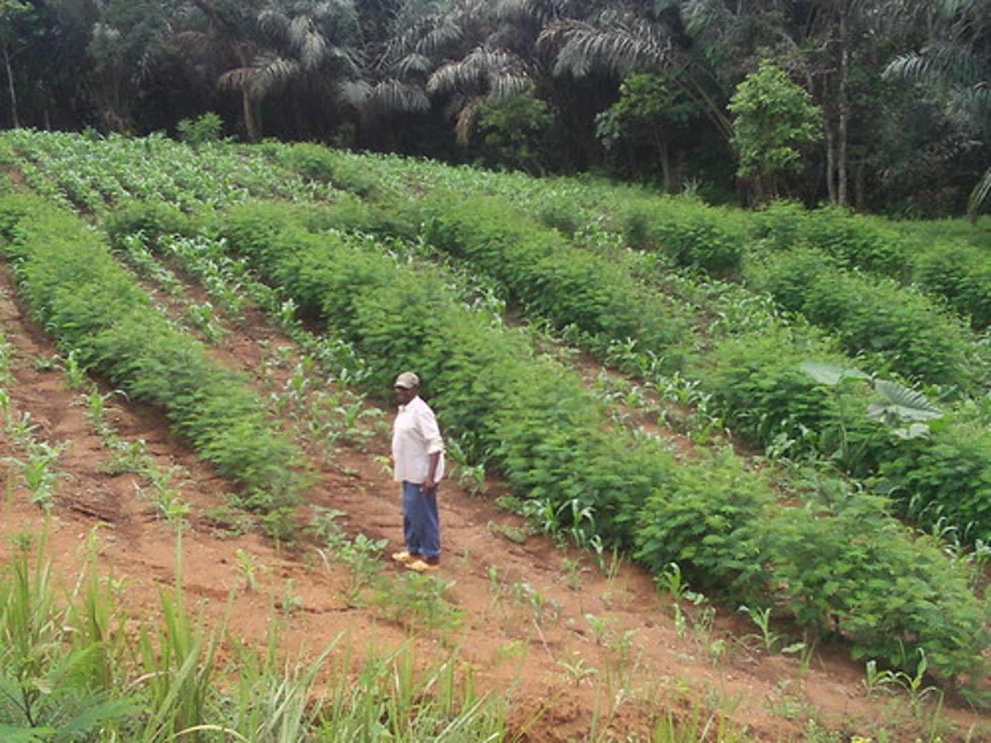 <p>several crops are planted together in strips or alleys between trees and shrubs that can provide fruit or fuel wood</p>