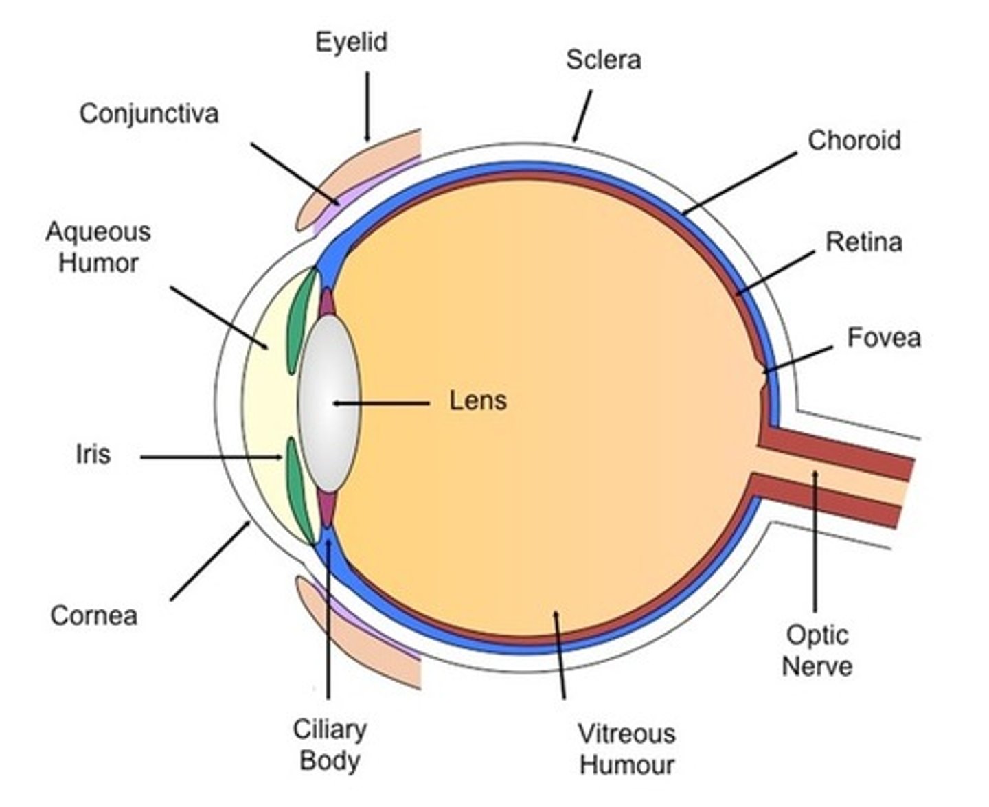 <p>-layer of receptors at the back the eye</p><p>-rods are sensitive to light</p><p>-cones are sensitive to colour</p>