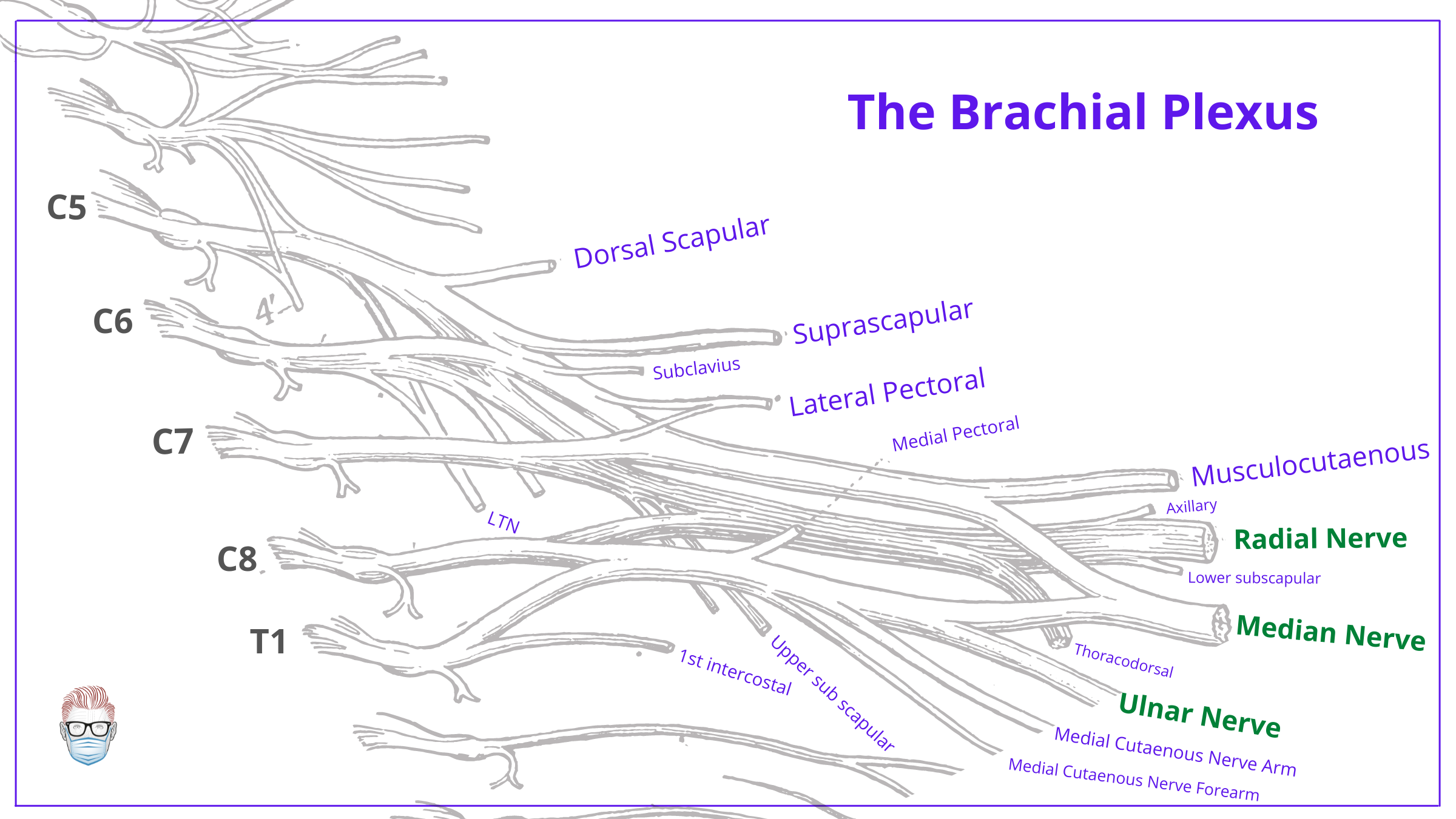 <p>Superior trunk of the brachial plexus gives off n. suprascapularis and nerve to the subclavius.</p><p><strong><mark data-color="red" style="background-color: red; color: inherit">A. Yes</mark></strong></p><ul><li><p>"S" theme:</p><ul><li><p><strong>S</strong>uperior trunk → <strong><u>S</u></strong><u>uprascapular nerve</u> and <strong><u>S</u></strong><u>ubclavius nerve</u></p></li></ul></li></ul><p>B. No</p>