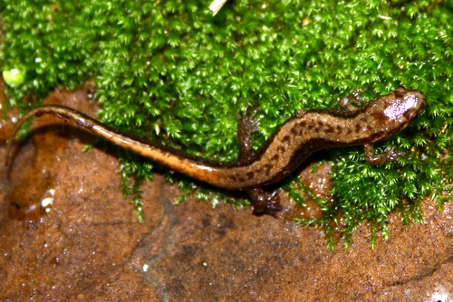 <p>Allegheny Mountain Dusky Salamander</p>