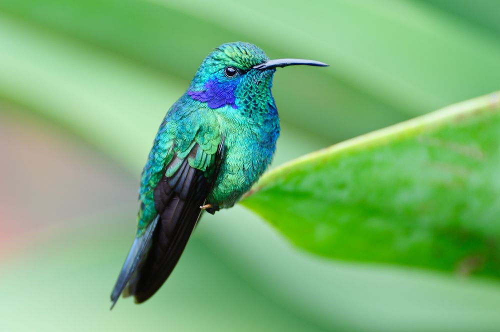 <p>Green Violet-ear</p>