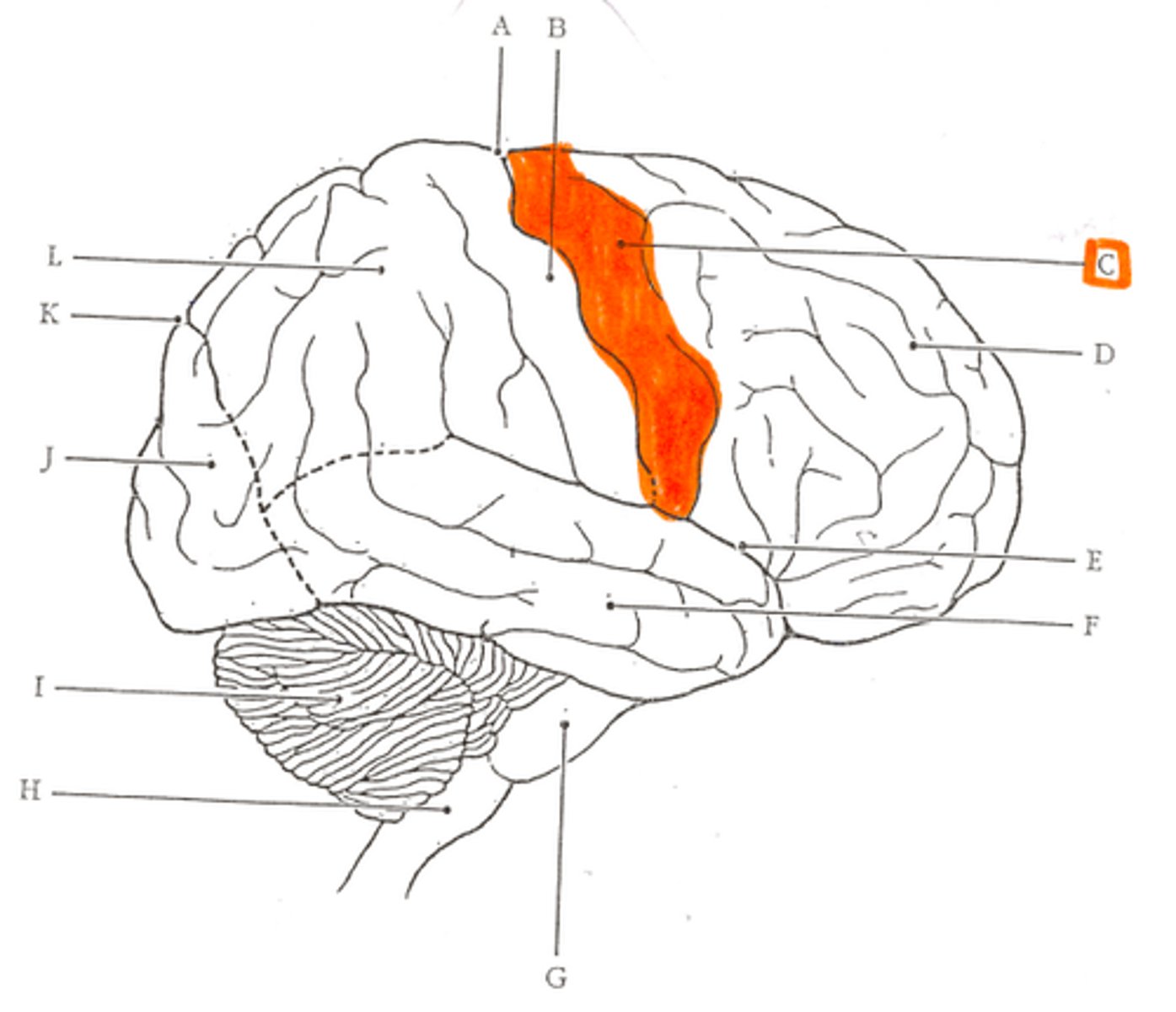 <p>(also called precentral gyrus or primary motor cortex)</p>