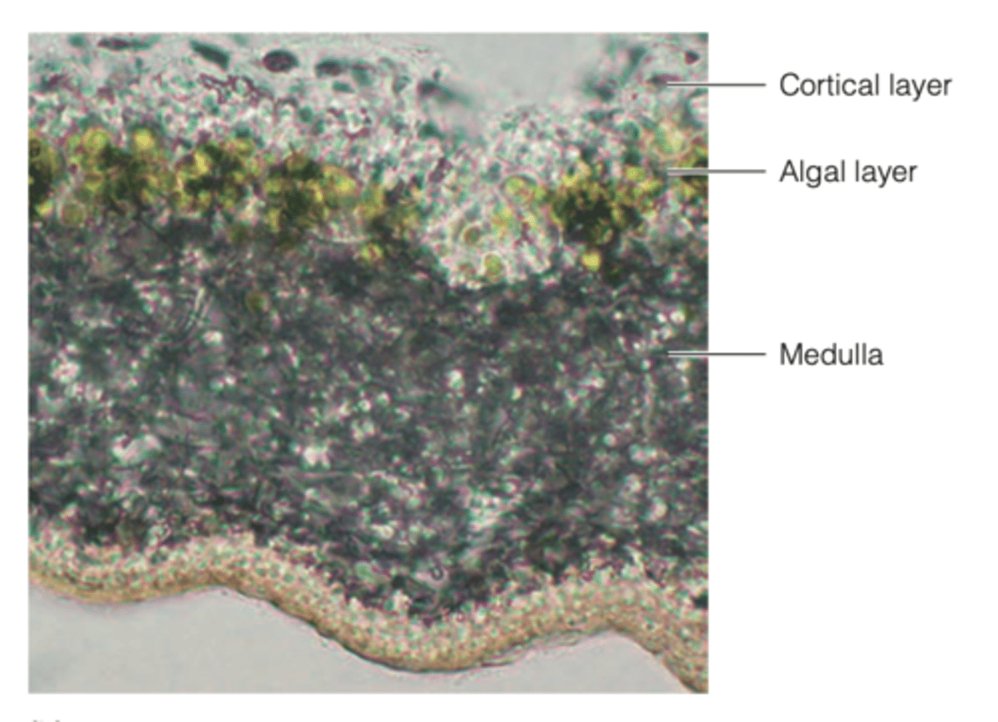 <p>- they are fused into a single body</p><p>- the fungus protects the algae from harmful light intensity</p><p>----------------</p><p>BENEFITS:</p><p>- can produce a substance that accelerates photosynthesis in the alga</p><p>- can absorb and retain water and nutrients for both organisms</p>