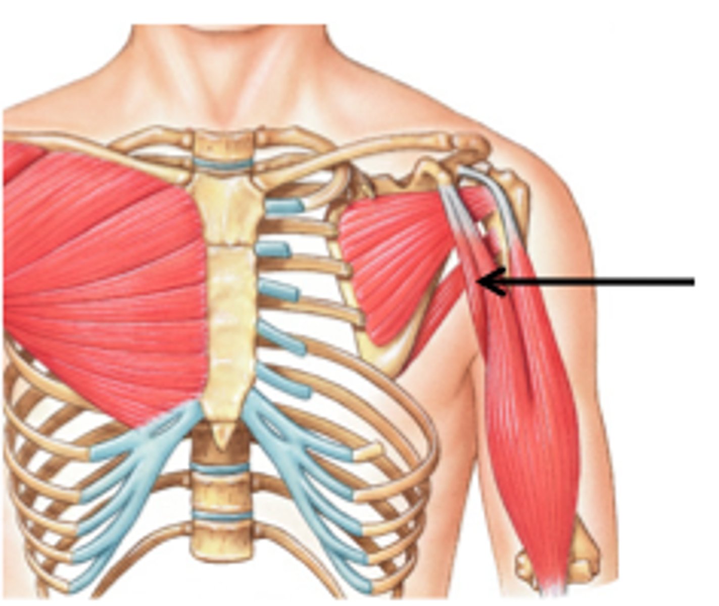 <p>A muscle that assists in shoulder flexion.</p>