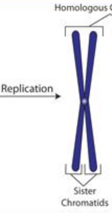 <p>two identical newly replicated chromosomes joined by centromere</p>