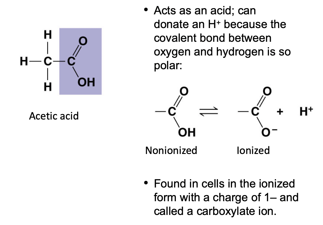<ul><li><p><mark data-color="red">Acts as an acid</mark> because of the polar  covalent bond between O and H</p></li><li><p>(<mark data-color="yellow">-) charged</mark></p></li><li><p>Found in cells as the carboxylate ion</p></li></ul>