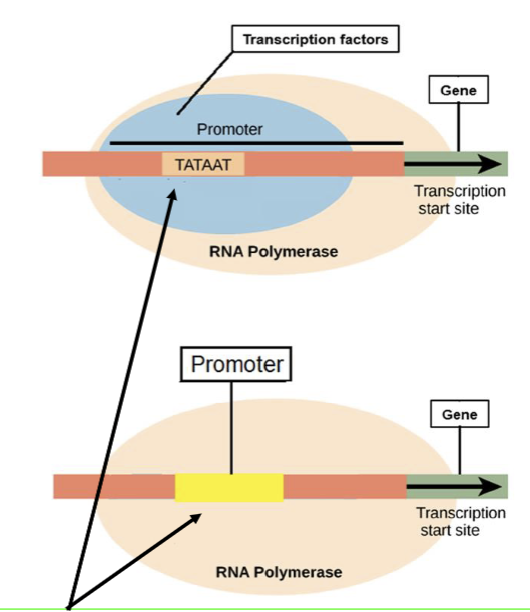<ul><li><p>beings with RNA polymerase attaches to a promoter region of the DNA </p><ul><li><p>does not need a primer to attach </p></li><li><p>promoter regions are upstream (before) the desired gene to transcribe </p></li></ul></li><li><p>eukaryotes </p><ul><li><p>promoter region is called the TATA box </p></li><li><p>transcription factors help RNA polymerase bind </p></li></ul></li><li><p>prokaryotes </p><ul><li><p>RNA polymerase can bind DIRECTLY to promoter </p></li></ul></li></ul><p></p>