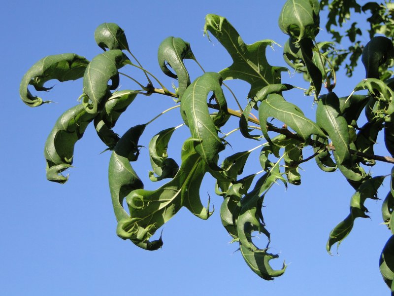 <p>can also show itself as orange leaves (especially in cedar trees)</p>