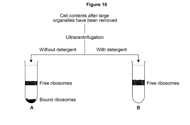 <p>Explain the position of the bands of ribosomes in tubes A and B in Figure 10. [3 marks]</p>