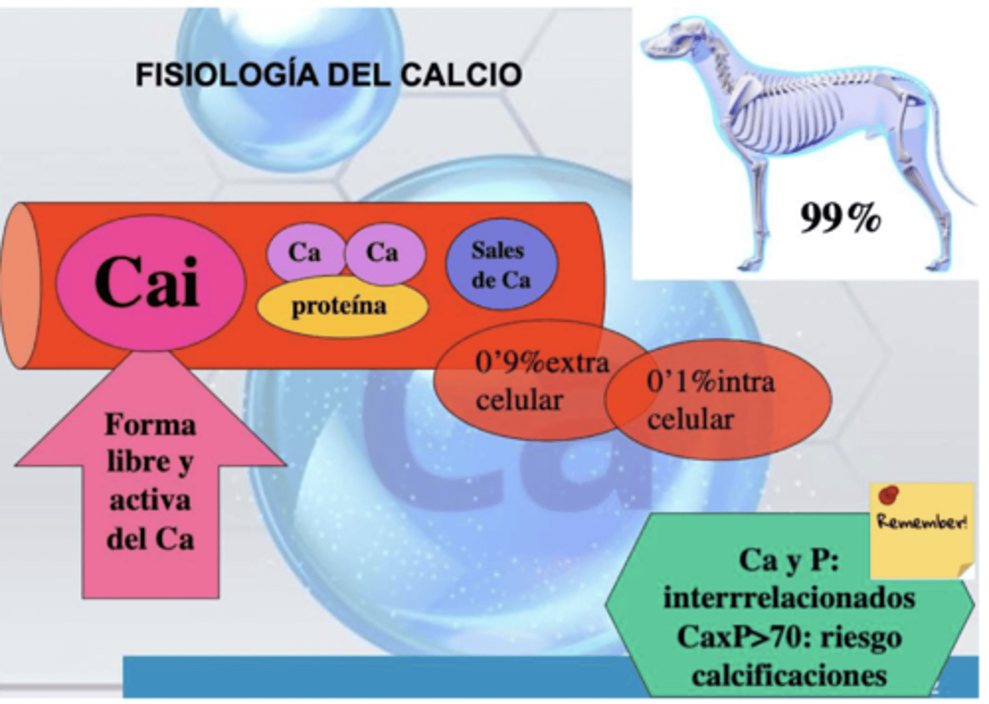 <p>P</p><p>Ca/P >70 → riesgo calcificaciones</p>