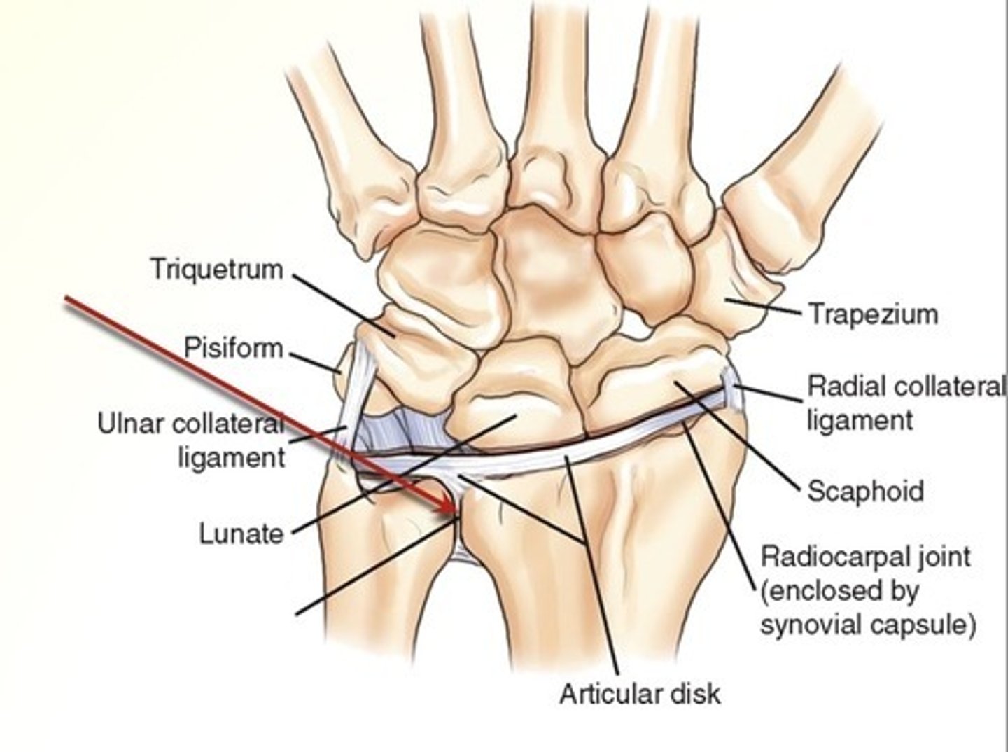 <p>Label the joint pointed out by the red arrow and movement type </p>