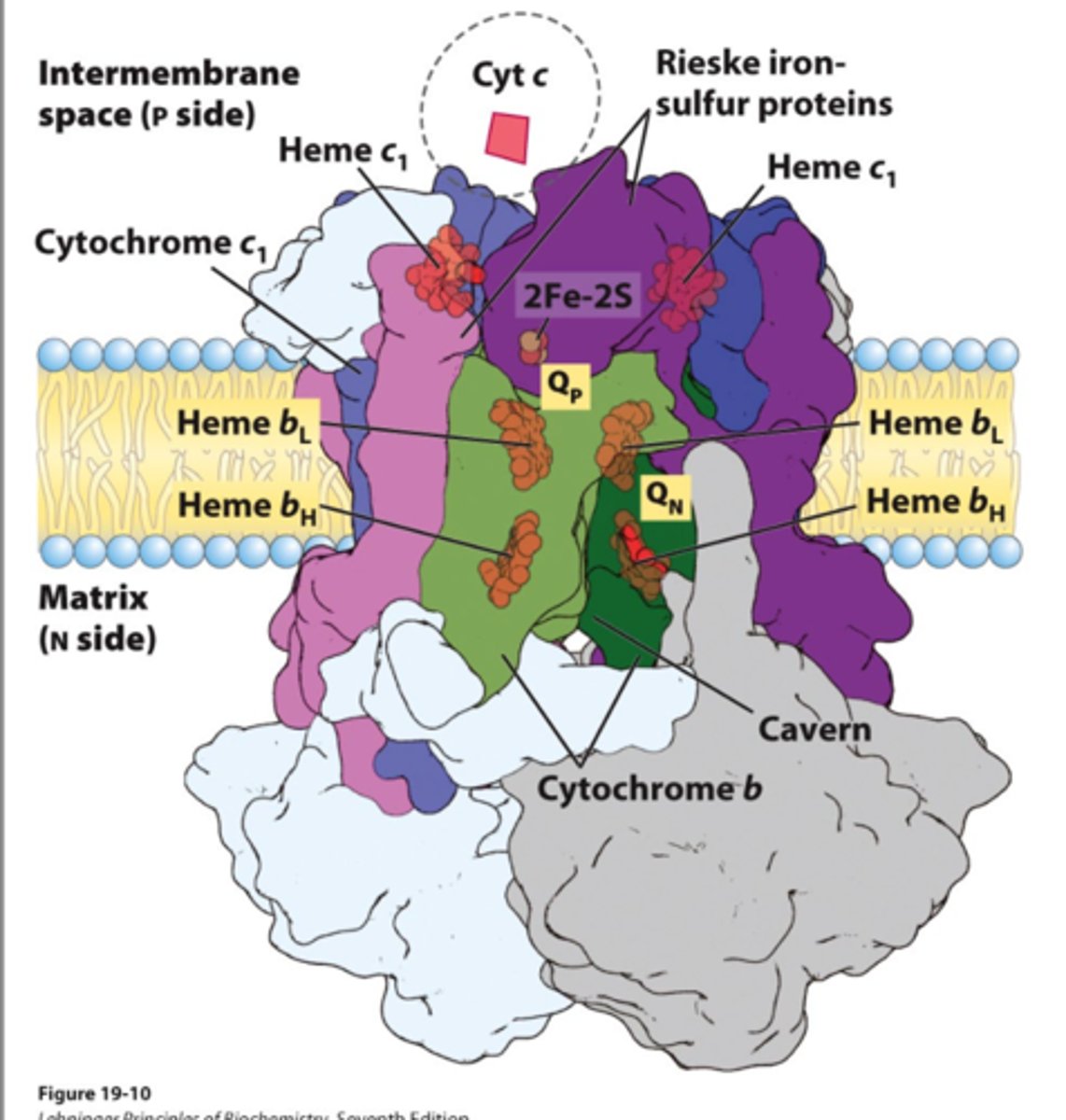 <p>-third complex of the ETC</p><p>-electrons dropped off by ubiquinone</p><p>-proton pump</p><p>-electrons picked up by cytochrome c and moved to complex 4</p>