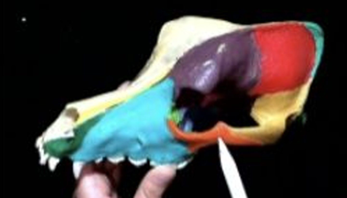 <p>of the zygoma; <span>extends dorsally and may meet with the postorbital process of the frontal to form a postorbital bar or plate</span></p>