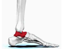 <p><span>quel est cette partie? tarse</span></p>