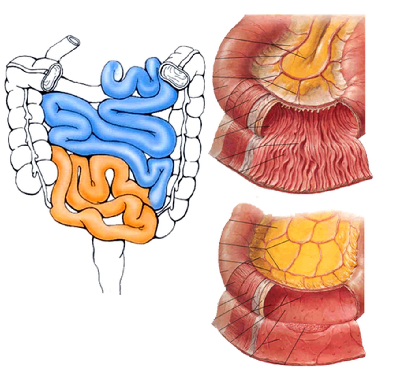 knowt flashcard image