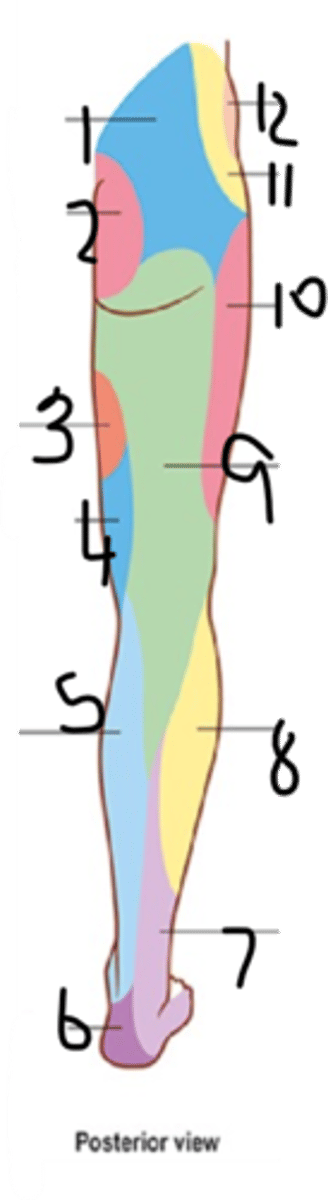<p>innervate the skin of the medial thigh</p><p>10</p>