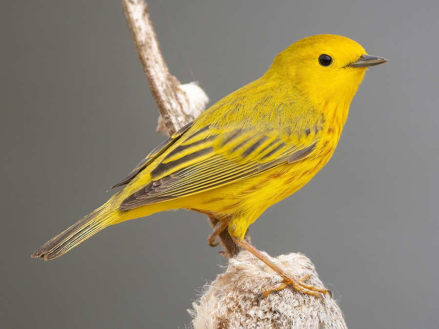 <p>Yellow Warbler</p>