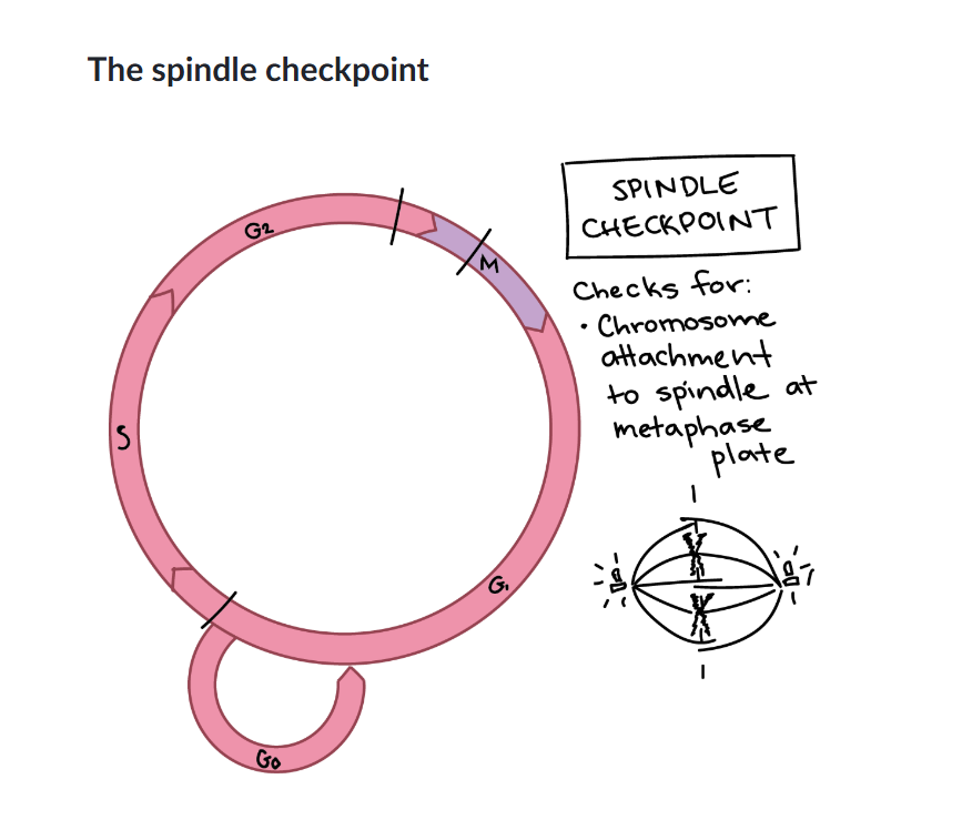 Verifies chromosome alignment during mitosis.