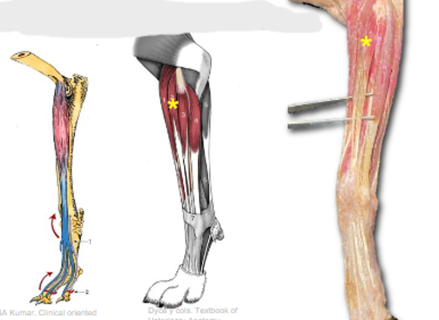 <p>Origin of common digital extensor:</p>
