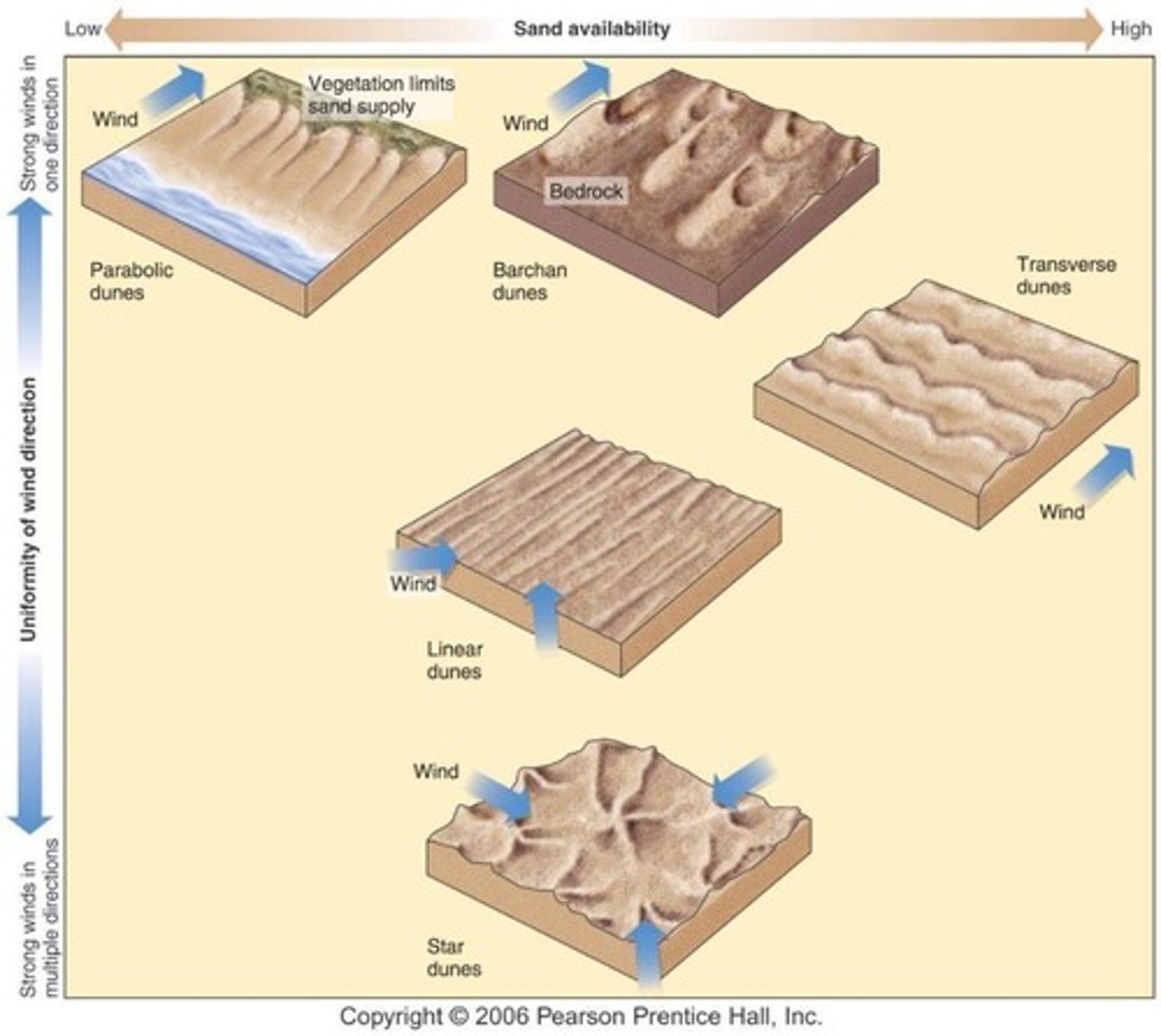 <p>Dunes that form parallel rows perpendicular to the prevailing wind, requiring lots of sand and constant wind direction.</p>
