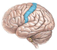 <p>Which is the area of the brain that processes sensory information?</p>