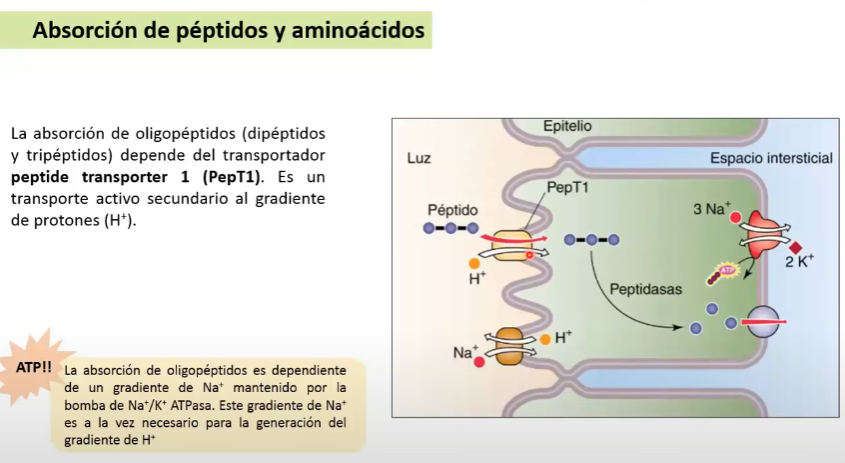 <p><strong>Transportador peptide transporter 1 (PepT1)</strong>.</p><ul><li><p>Es un transporte activo secundaria al gradiente de protones (Na+/ H+)</p></li><li><p>Dependiente del gradiente Na+, que es mantenido por la bomba Na+/K</p></li></ul><p></p>