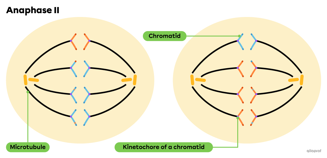 <p>sister chromatids separate into nonidentical haploid cells </p>