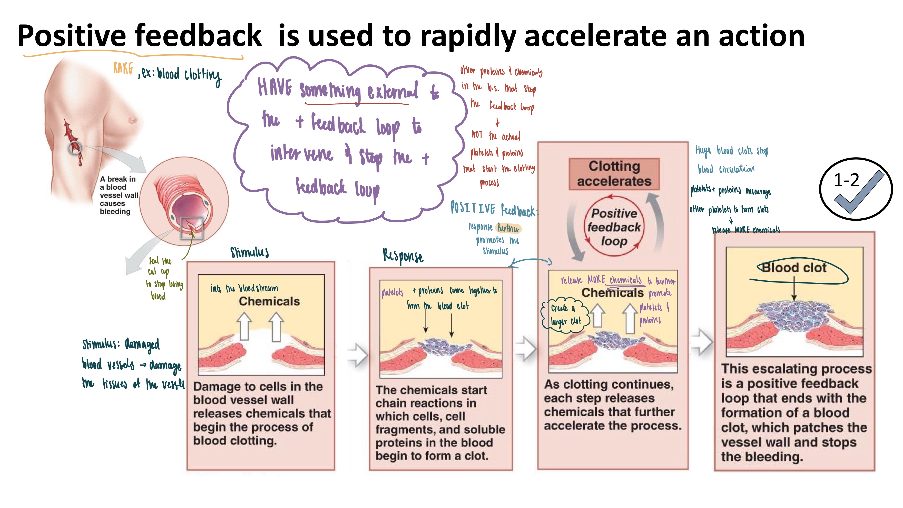 <p>A mechanism that is used to rapidly accelerate an action, helps drive processes to completion</p>