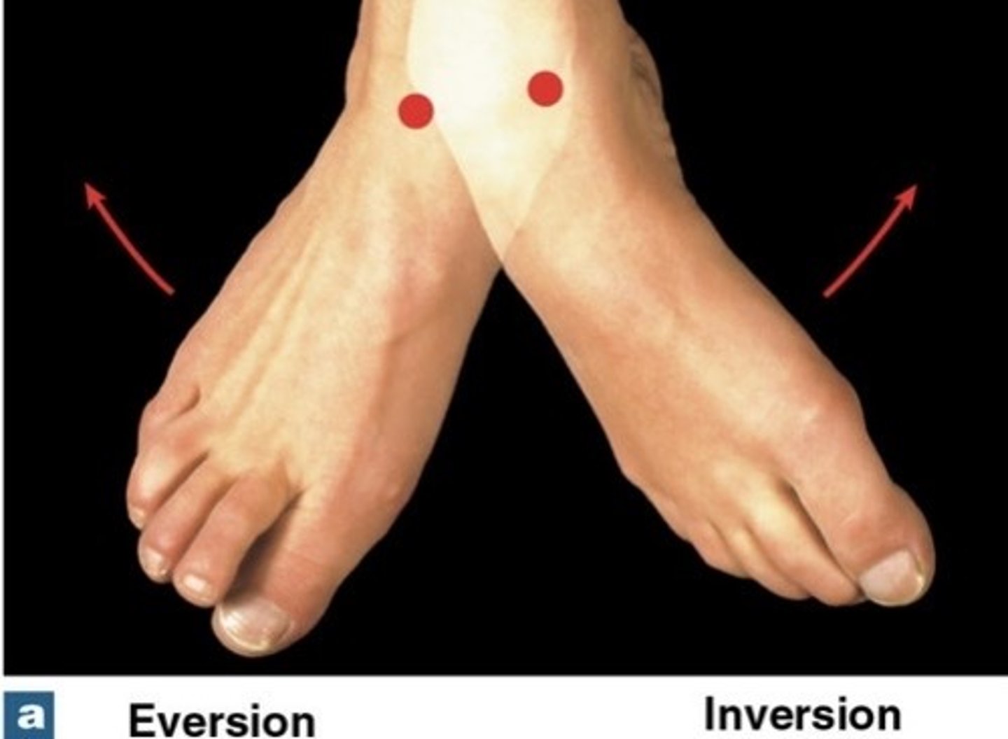 <p>twists sole of foot laterally</p>