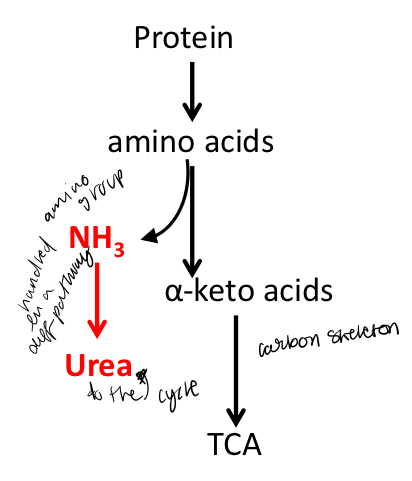 <p>1. Fate of α-amino groups—they have to be removed and then collected for subsequent degradation and elimination;</p><p>2. Fate of carbon skeleton—which are α-keto acids.</p>